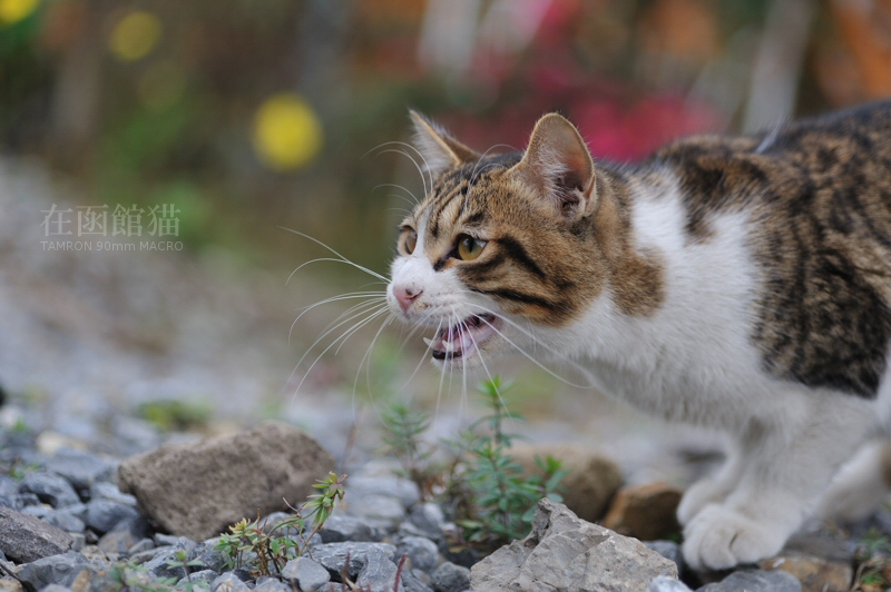 在函館猫　その3_a0062697_18253594.jpg