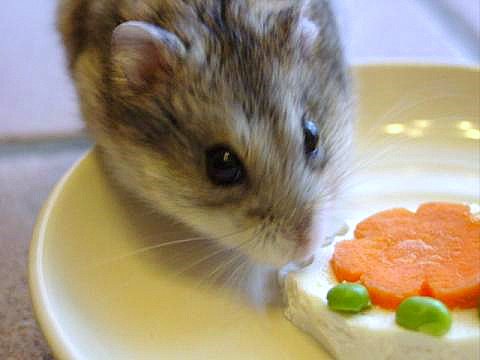ゴマたん、1歳おめでとう！（Criceto） _d0006400_22335846.jpg