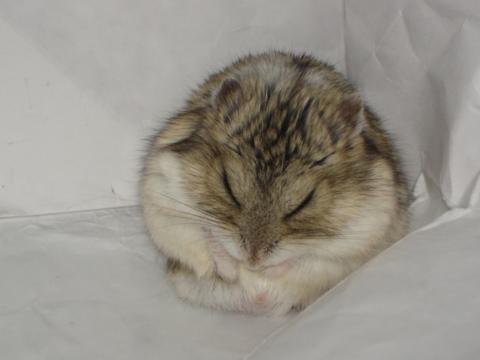 ゴマたん、1歳おめでとう！（Criceto） _d0006400_22343357.jpg