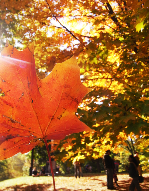 紅葉のセントラルパークで宝探し_b0007805_12553459.jpg