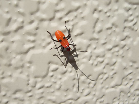 家の外壁に派手な色の虫を見つけました 昆虫ブログ むし探検広場 家の外壁に派手な色の虫を見つけました 昆虫ブログ むし探検広場