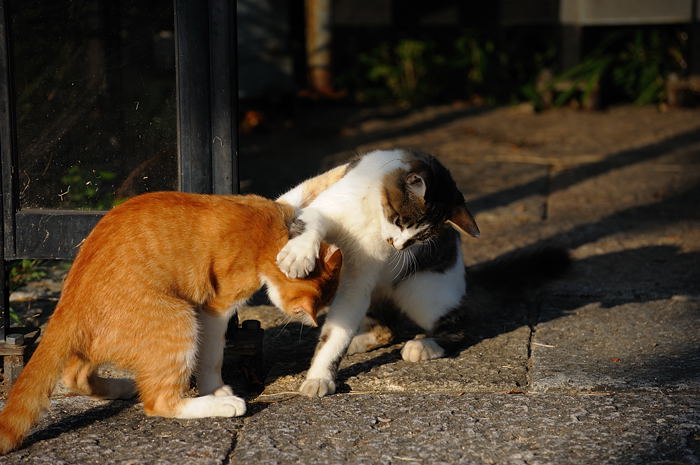 街角ニャンコ・チビニャンバトル!第二弾_f0032011_20131076.jpg