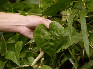 身近な野草を身近に。_e0112213_10511672.jpg