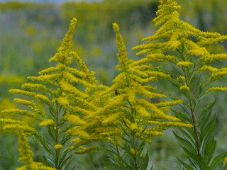 身近な野草を身近に。_e0112213_11363236.jpg