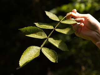 身近な野草を身近に。_e0112213_12145655.jpg