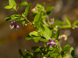 身近な野草を身近に。_e0112213_1225656.jpg