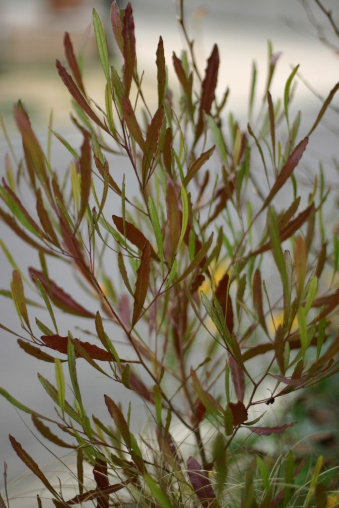 b0145314_942616.jpg
