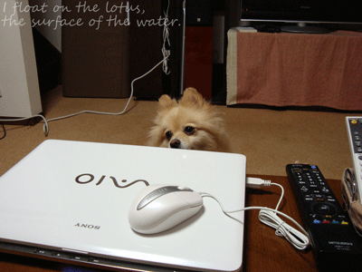 b0075318_23133792.gif
