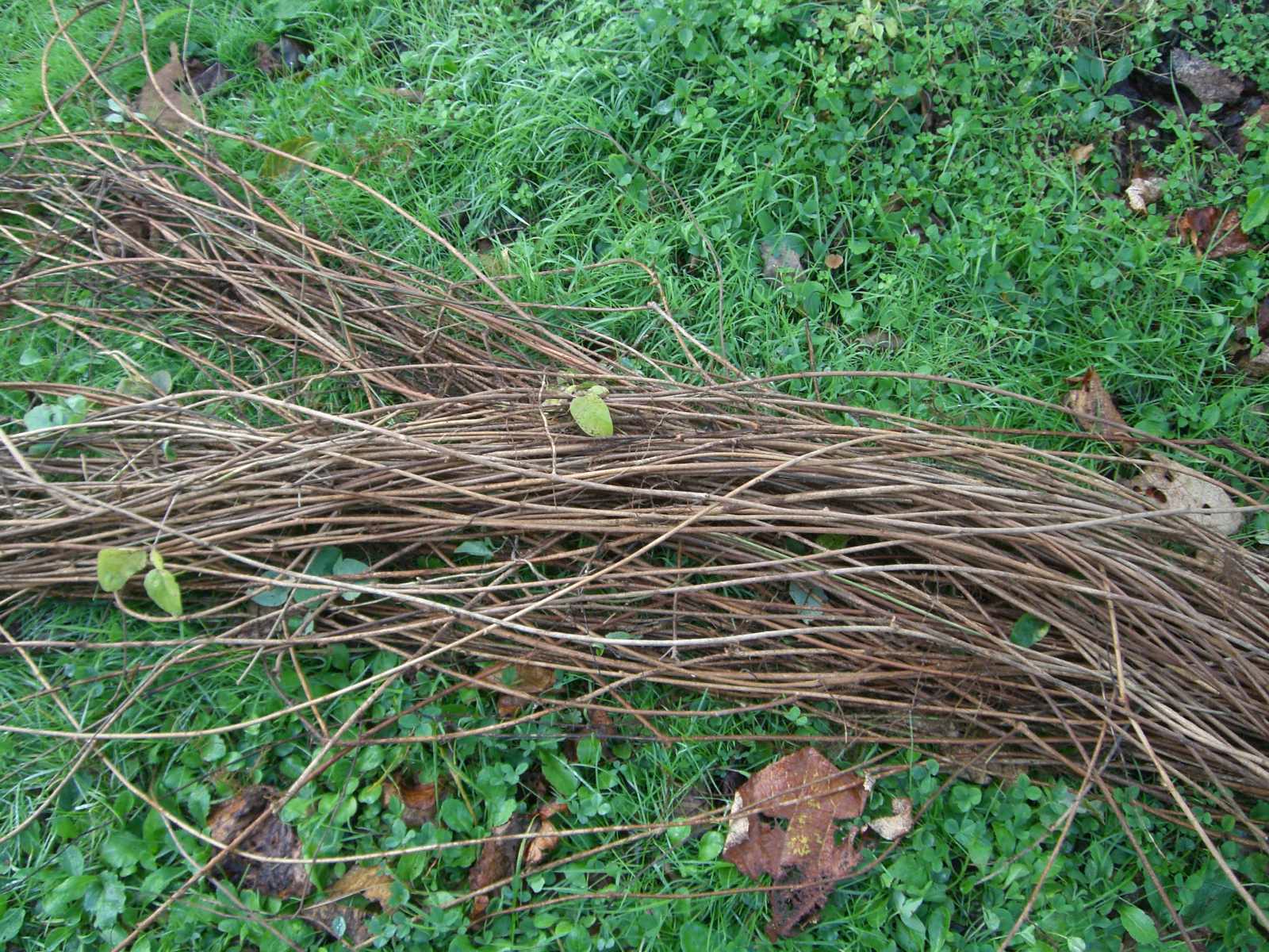 あけびの蔓採取 森を編む