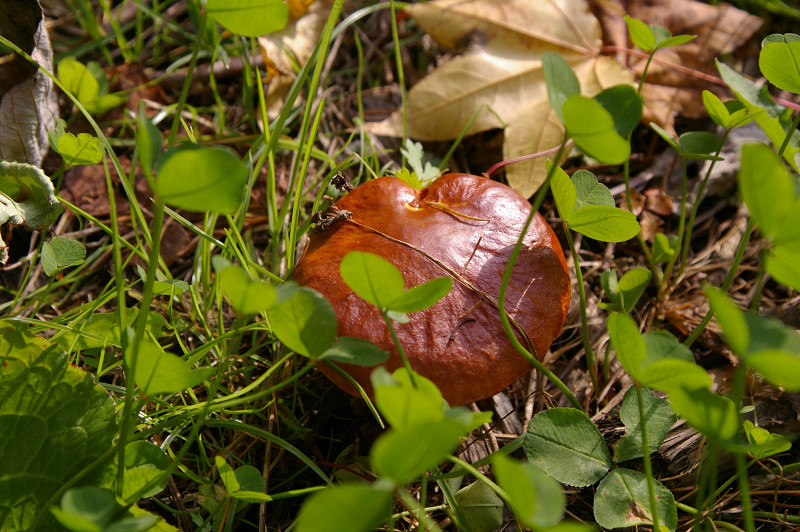 e0136424_9251956.jpg