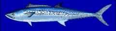 c0159729_9482317.gif