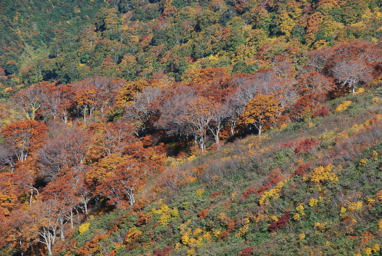 錦秋の朝日連峰（08/10/11-13）：3日目_a0094730_2136428.jpg