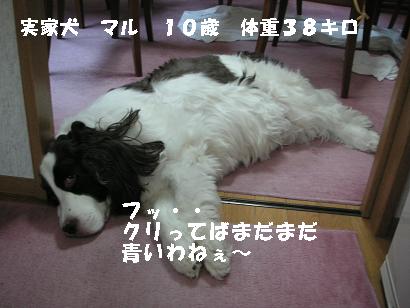 c0179136_16150.jpg