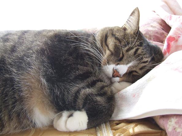猫は寝仔_b0089338_23393723.jpg
