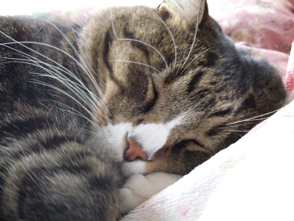 猫は寝仔_b0089338_23394892.jpg
