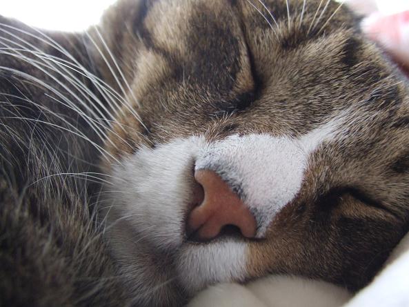猫は寝仔_b0089338_2340134.jpg