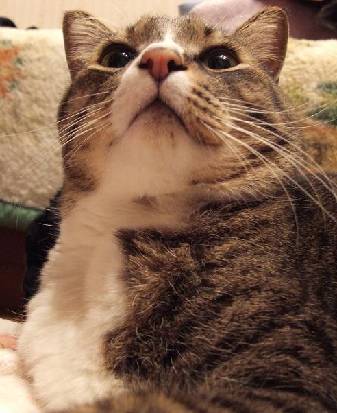 猫は寝仔_b0089338_23401583.jpg