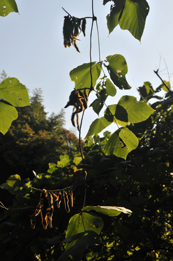 c0093046_724079.gif