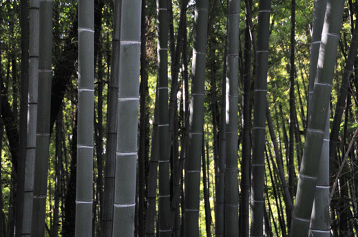 c0093046_7242288.gif