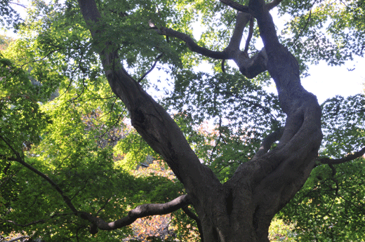 c0093046_7244854.gif