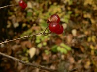 ヒトツバカエデの黄葉_f0019247_19511942.jpg