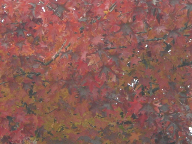 b0152548_17575943.jpg