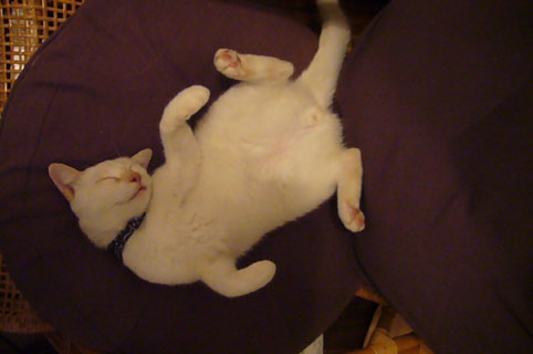 lazy._c0153966_22305942.jpg