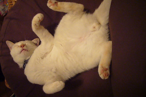 lazy._c0153966_22322526.jpg