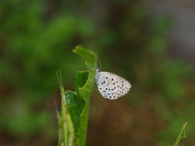 雨 (merianの庭）_b0135573_14243541.jpg