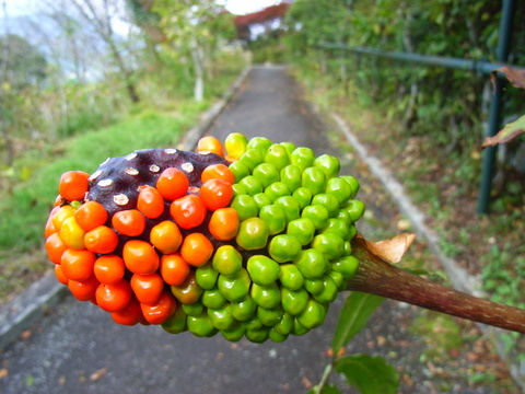 箱根・お散歩　お花編②_a0043982_19193229.jpg