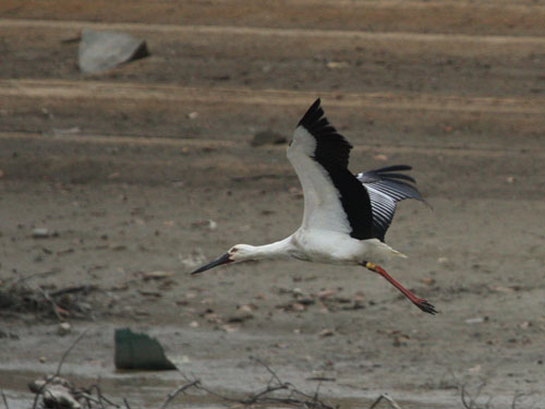 コウノトリ　　　　　　　　　　　　　　　10月３０日_b0151689_2053938.jpg