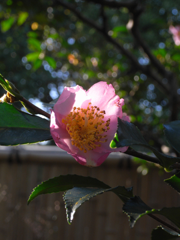 花と光が織りなす光景～秋の花_e0152493_2339159.jpg