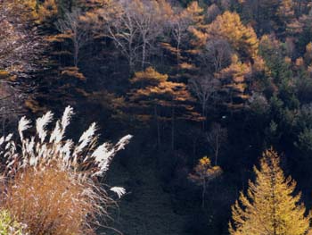 美しい唐松の紅葉_e0120896_841531.jpg