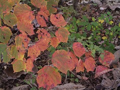 c0124100_1740127.jpg