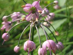 ノビル（野蒜）の花_f0077807_1321790.jpg