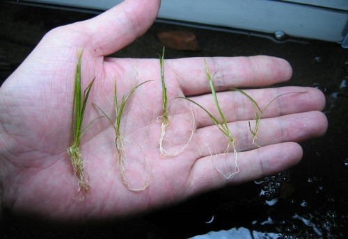 ショートヘアーグラスを植えた キューブ水槽でアクアリウム