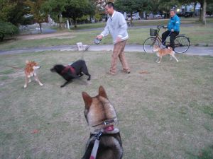 日本犬男児三人衆_f0143123_2114740.jpg