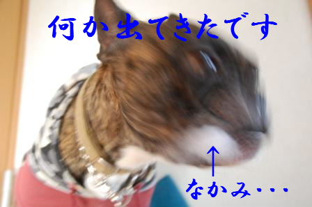 c0130324_21455455.jpg