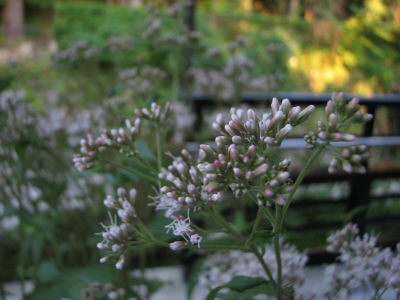 f0054428_15536.jpg