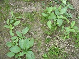 f0167635_0223326.jpg