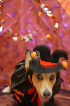 ヒナタのハロウィン！_b0031538_030015.jpg