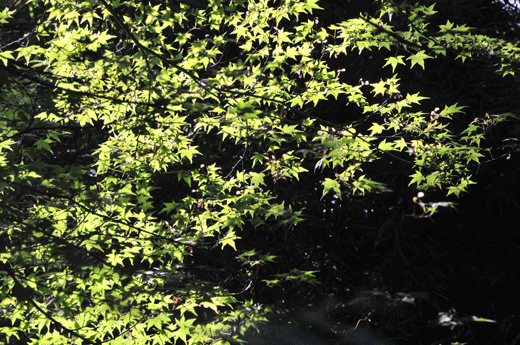 c0093046_8255397.gif