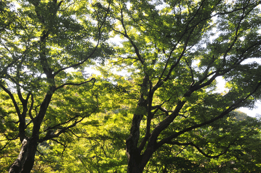 c0093046_826142.gif