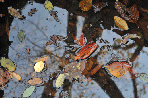 c0093046_826364.gif