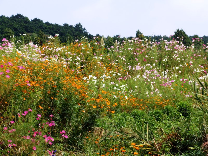 ゆく秋　神谷城の風景・花野_a0103948_17494714.jpg