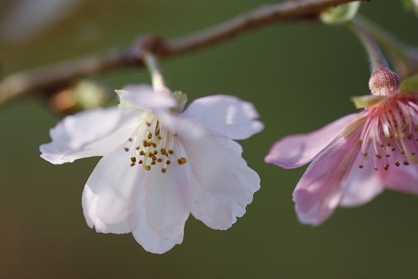 １０月桜　5_c0155950_12113220.jpg