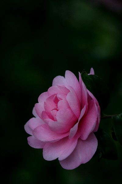 f0147858_20115010.jpg