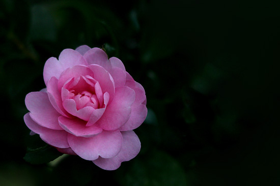 f0147858_20121336.jpg