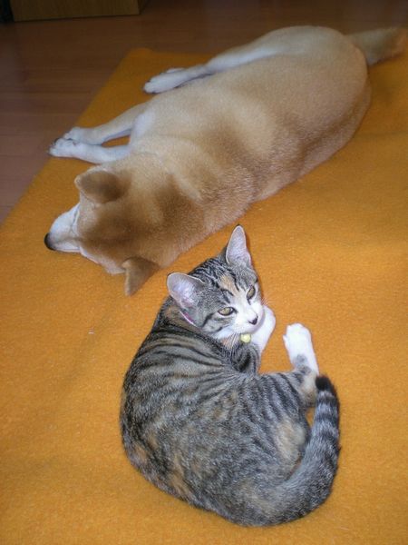 2008年11月1日(土)えっ?愛ちゃんが号泣!_f0060461_14303467.jpg