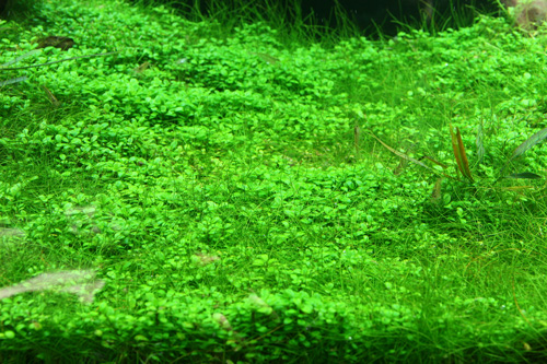 グリーンウォーター除去完了 殺菌灯導入1週間にて Aqualiving グリーンウォーター除去完了 殺菌灯導入1週間にて Aqualiving